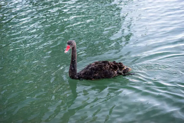 Black swan swimming in Swan river, Perth. Isolated on sea green background.