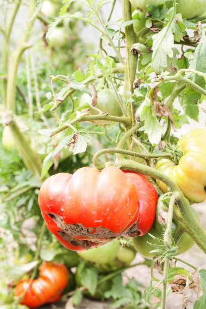 緑の枝に熟したトマト。温室でつるに育つ自家製トマト野菜。有機農場での秋野菜の収穫。 - planting crop ripe branch ストックフォトと画像