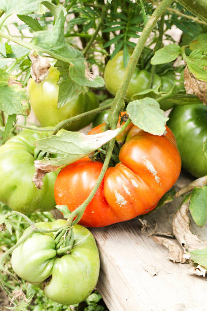 緑の枝に熟したトマト。温室でつるに育つ自家製トマト野菜。有機農場での秋野菜の収穫。 - planting crop ripe branch ストックフォトと画像