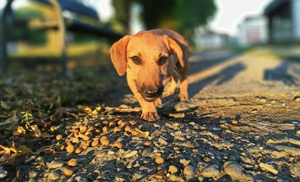 istock golden puppy 1270487084