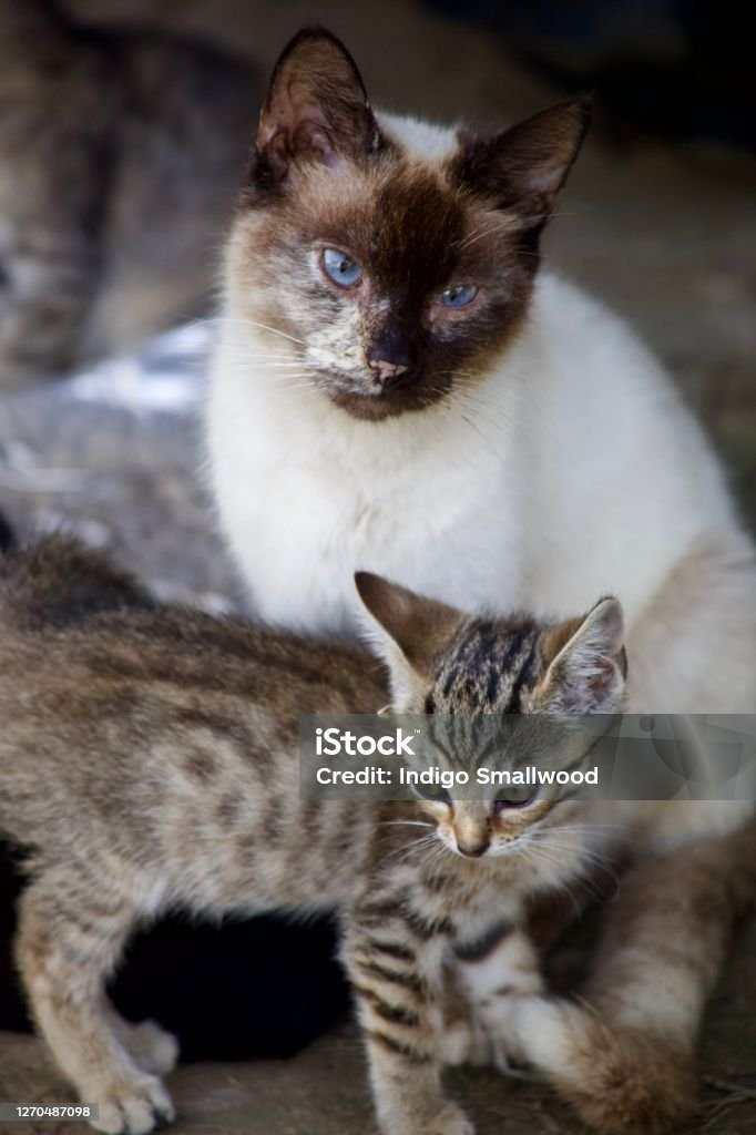 Mother cat A mother cat sits with her kitten in a shed Animal Stock Photo