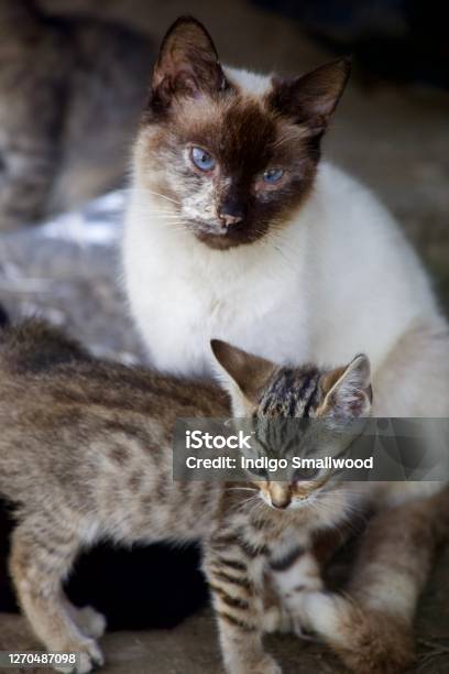 Mother Cat Stock Photo - Download Image Now - Animal, Color Image, Cute