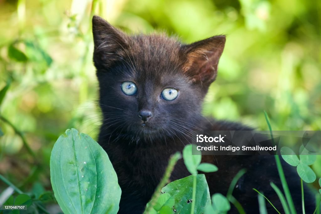 Kitten A black kitten sits in a field while warming up in the summer sun Animal Stock Photo