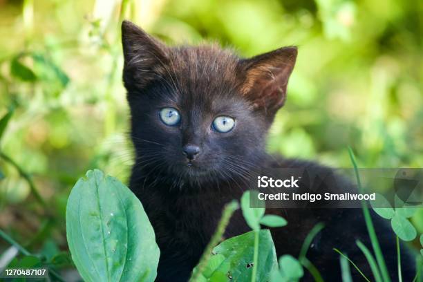 Kitten Stock Photo - Download Image Now - Animal, Black Color, Color Image