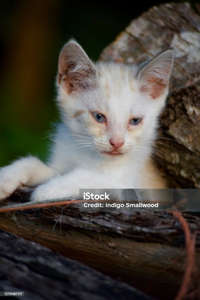 Golden hour Kitten A kitten sits in a pile of logs during golden hour as the sun goes down Animal Stock Photo
