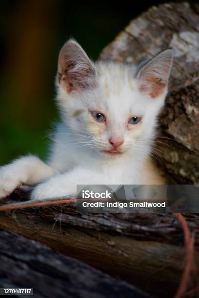 Golden Hour Kitten Stock Photo - Download Image Now - Animal, Color Image, Cute