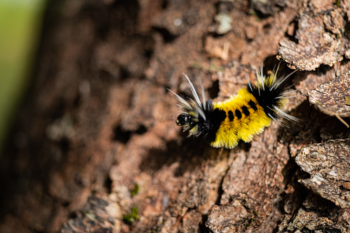 Taking a close look at a Yellow Spotted Tussock Moth Caterpillar. (Lophocampa maculata)