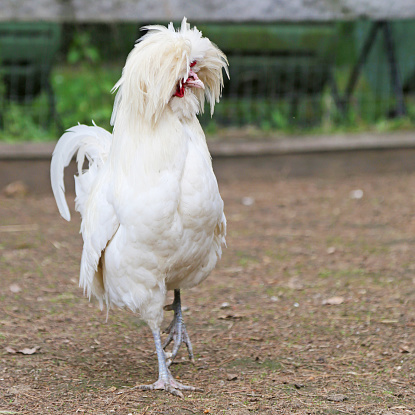 This White Polish rooster is king of the castle in his chicken yard. The breed has fancy feathers that look like a headdress.