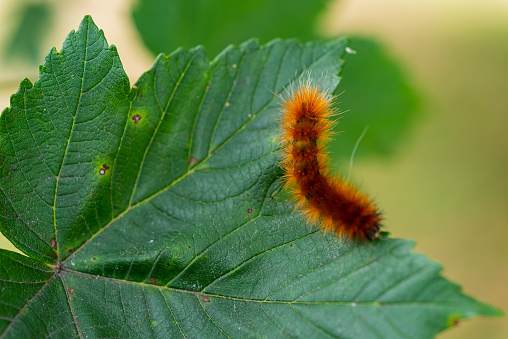 Taking a close look at a Yellow Woolly Bear Caterpillar. (Spilosoma virginica)