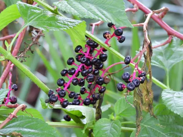 American Pokeweed close-up