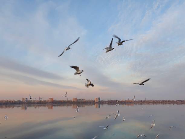 istock Seagulls flying in the city above the river 1270489769