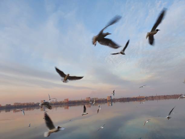 istock Seagulls flying in the city above the river 1270489781
