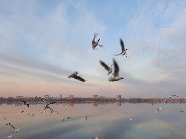 istock Seagulls flying in the city above the river 1270489827