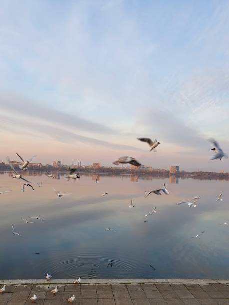 istock Seagulls flying in the city above the river 1270489846