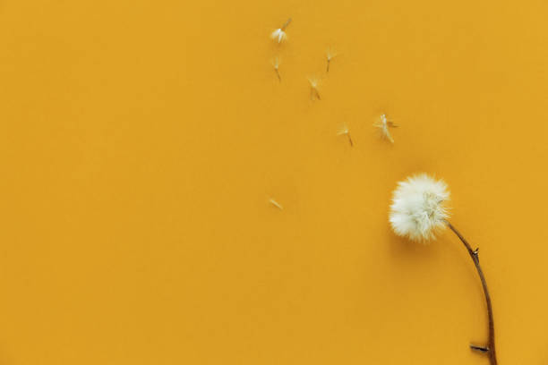 istock Dried dandelion flowers on colorful  background. 1270490004