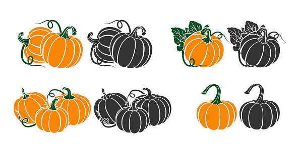 Pumpkins with leaves, silhouette on white background. Vector illustration for Autumn harvest, Harvest Festival or Thanksgiving Day. Environmentally friendly Vegetables. Vector Illustration.