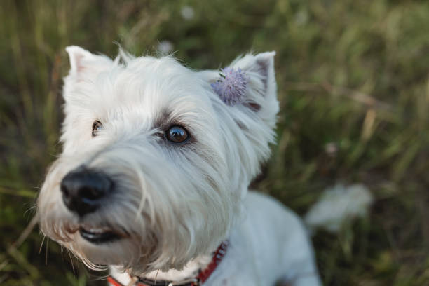 istock West terrier dog sitting in the field 1270490309
