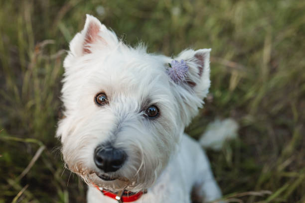 istock West terrier dog sitting in the field 1270490842
