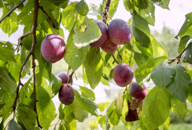 istock growing juicy ripe plums on a tree branch. 1270490862