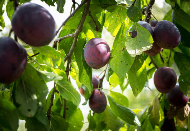 istock growing juicy ripe plums on a tree branch. 1270491390