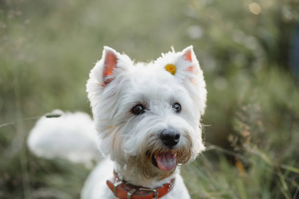 istock West terrier dog sitting in the field 1270492792