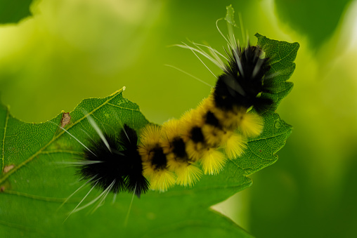 Taking a close look at a Yellow Spotted Tussock Moth Caterpillar. (Lophocampa maculata)