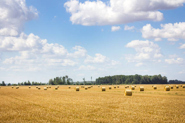 istock A field with mown wheat and sheaves and a blue sky with clouds. 1270493316