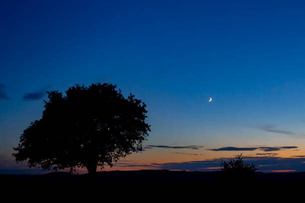 Sunset with a silhouette of a tree and the moon