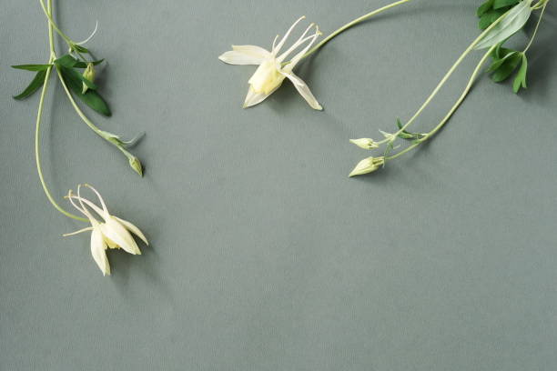 istock Flowers background. White delicate  flowers frame on gray backdrop top view. copy space. poster 1270494502