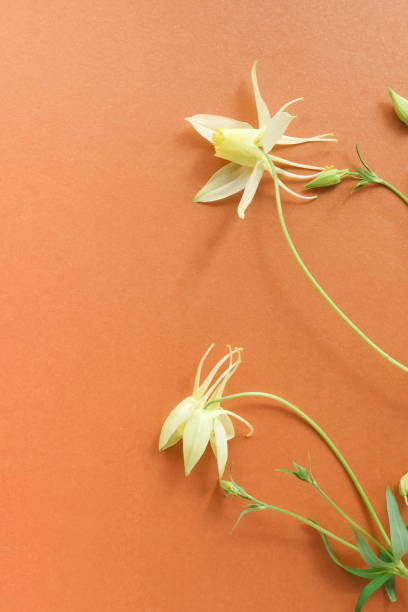 istock Flowers background. White delicate  flowers frame on terracota color backdrop top view. copy space. poster 1270494618