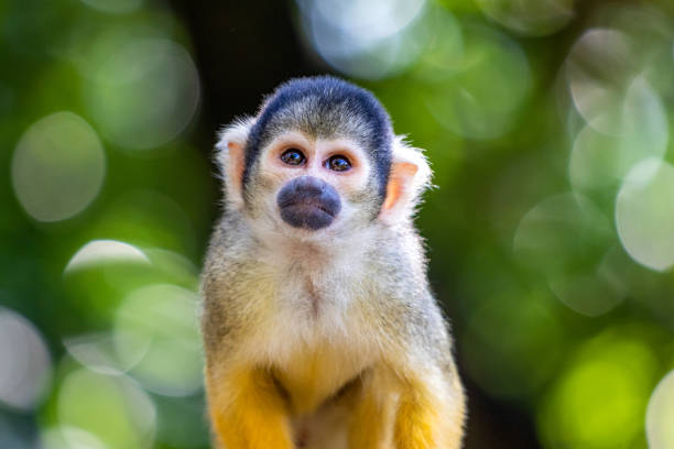 Cute Squirrel Monkey in Japan stock photo