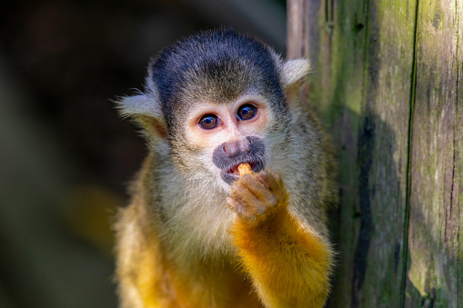 Cute Squirrel Monkey in Japan