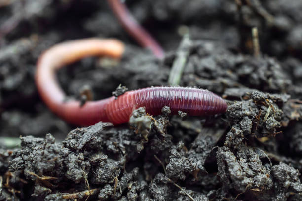 rote regenwürmer auf dem kompost. nahaufnahme. - fishing worm stock-fotos und bilder