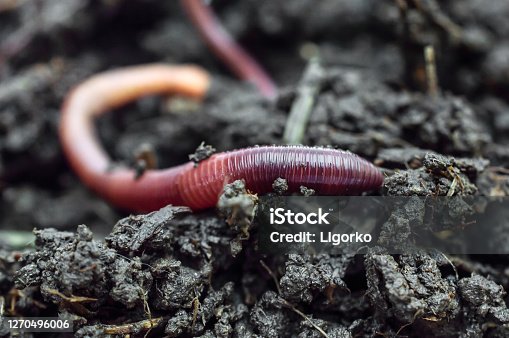 6,000+ Fishing Worms Stock Photos, Pictures & Royalty-Free Images - iStock