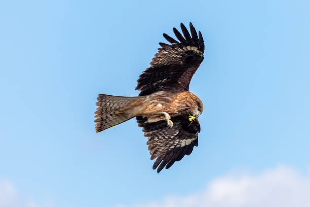 istock Flying Bird of Prey, Japan 1270497380