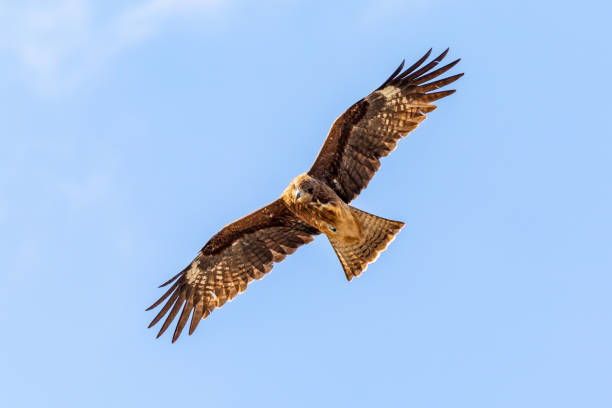 istock Flying Bird of Prey, Japan 1270497390