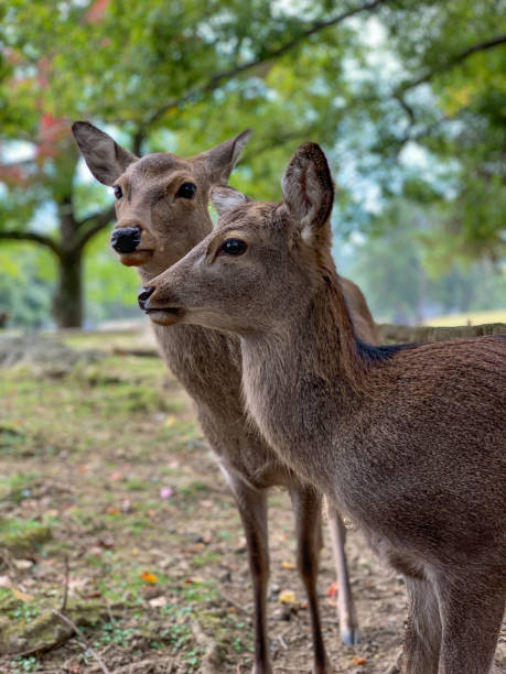 istock Cute Deer in Nara, Japan 1270497478