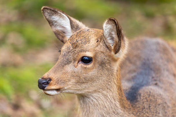 istock Cute Deer in Nara Park, Japan 1270497558
