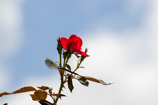 Red Rose with cloudy sky as the background.  Single flower