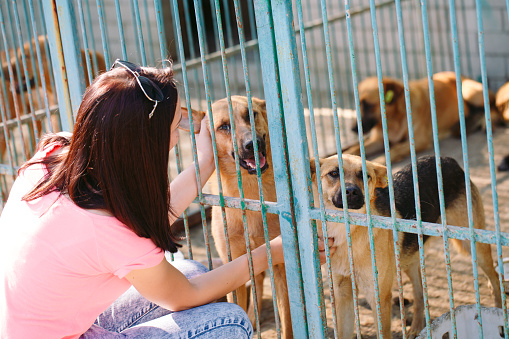 Girl volunteer in the nursery for dogs. Shelter for stray dogs