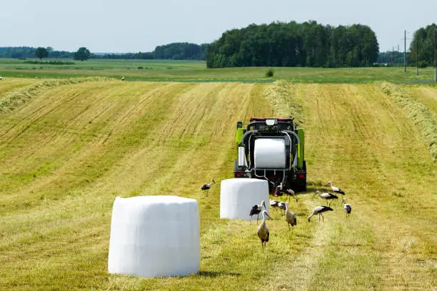 a meadow with a hay press, wrapped hay bales and lots of white storks