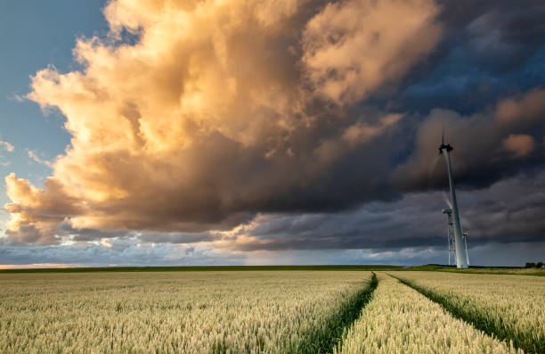 小麦畑の上の美しい夕日の嵐の空 - netherlands windmill farm farmhouse ストックフォトと画像