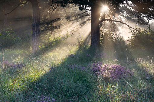 beautiful sunny morning in misty forest in summer