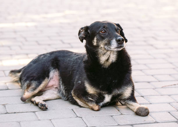 istock Crippled dog without three legs lying on the road, 1270498692