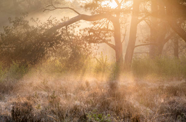istock golden sunrise light in foggy forest 1270498713