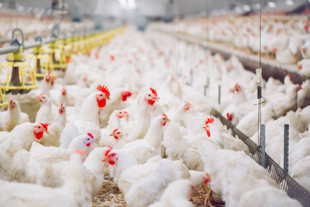 istock Big indoors modern chicken farm, chicken feeding. 1270498906