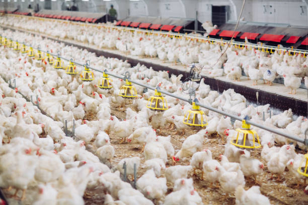 istock Big indoors modern chicken farm, chicken feeding. 1270498929