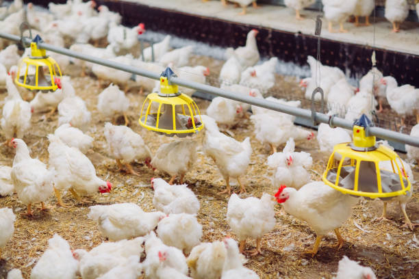 istock Big indoors modern chicken farm, chicken feeding. 1270498940