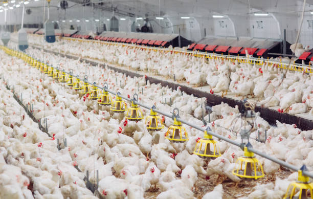 istock Big indoors modern chicken farm, chicken feeding. 1270498955