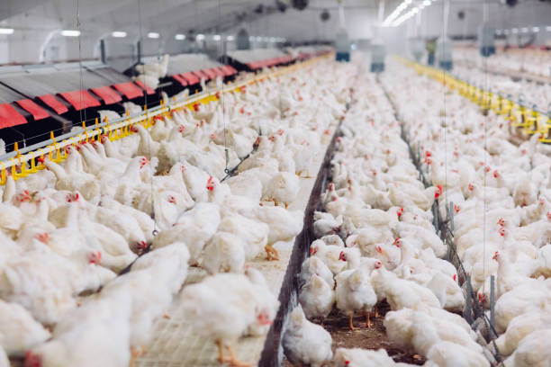 istock Big indoors modern chicken farm, chicken feeding. 1270498984